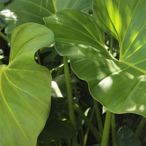 Close-up of vibrant green foliage emphasizing sustainability and eco-friendly living.